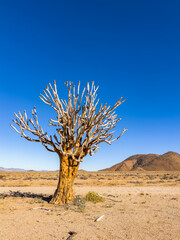 Ancient Quiver Tree succulents in the Richtersveld National Park