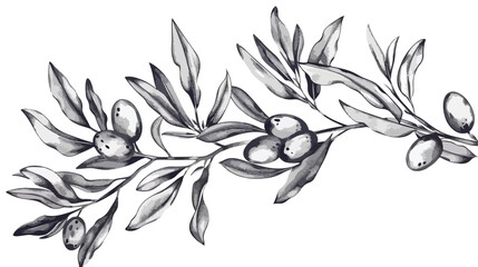 Olive sketch element. Olive branches isolated. Vector - obrazy, fototapety, plakaty
