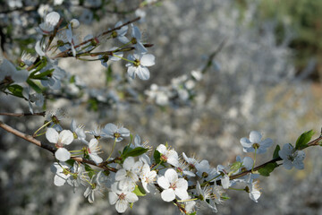background, tree, green, beauty, botany, nature, day, flower, sakura, blossom, season, spring, horizontal, freshness, springtime, leaf, landscape, outdoor, park, plant