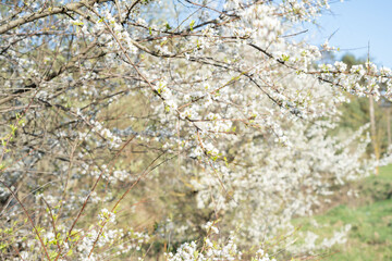 seasonal, tree, branch, nature, flower, blossom, season, bloom, spring, flora, background, environment, freshness, horizontal, springtime, leaf, landscape, outdoor