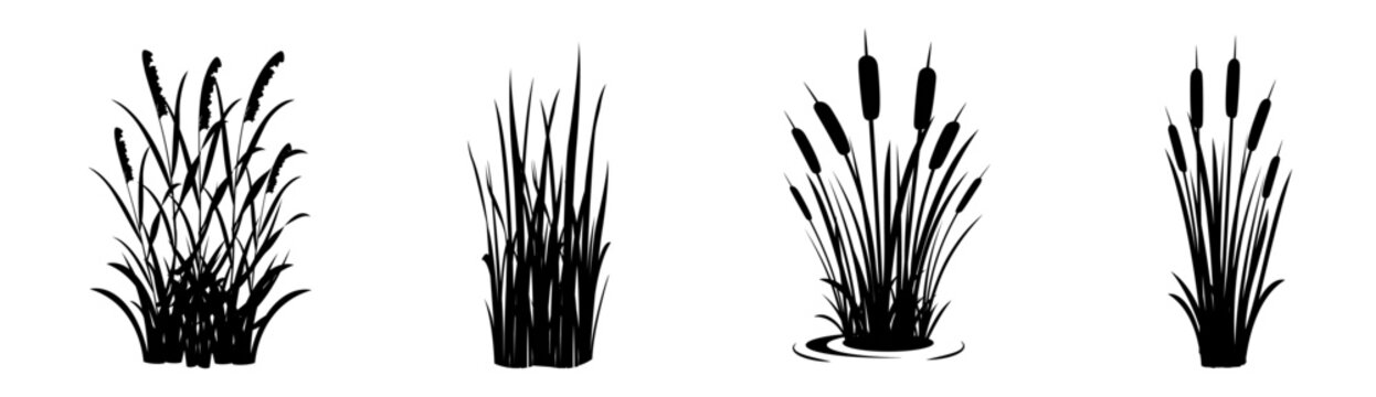 Silhouette of reeds on a white background. Set of swamp grass elements. Swamp vegetation for design
