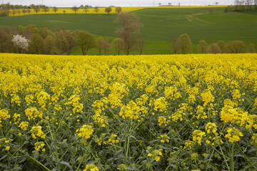 Rapsfelder bei Rüthen Drewer, im Kreis Soest 