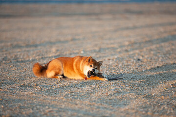 Cute Red Shiba Inu lying on the beach with a stick at sunset in Greece - 786323395