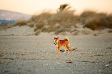 cute Red shiba inu dog is standing at the seaside during the sunset in Greece. - 786323562