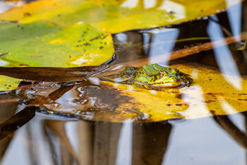 Frosch auf Blatt Wasserpflanze sitzend - 786323576