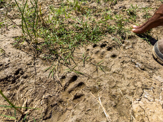  Leopard tracks in mud in the Richtersveld National Park