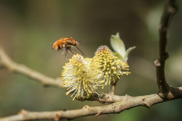 Bee-fly, Bombylius,feeding from catkin. Spring, UK. - 786323924