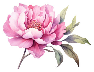 PNG Peony watercolor blossom flower dahlia