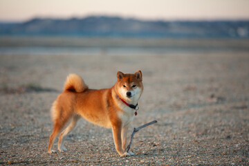 cute Red shiba inu dog is standing at the seaside during the sunset in Greece. - 786324158
