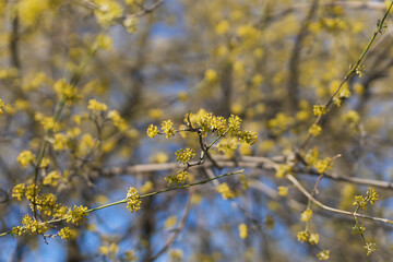Branches of trees and bushes with buds and first flowers in spring. Copy space and empty space for advertising background