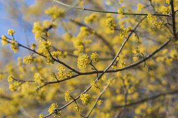 Spring branches of a tree with the first flowers in the forest. Beauty in nature, awakening. Copy space and empty space for advertising background