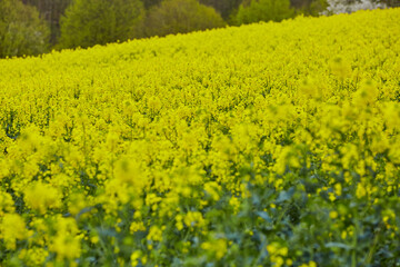 Obraz premium Rapsfelder bei Rüthen Drewer, im Kreis Soest 
