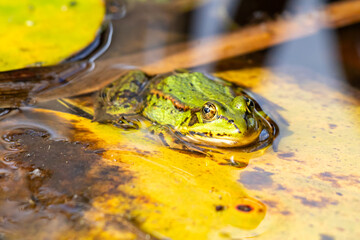 Frosch auf Blatt Wasserpflanze sitzend