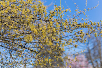 Spring branches of a tree with the first flowers in the forest. Beauty in nature, awakening. Copy space and empty space for advertising background