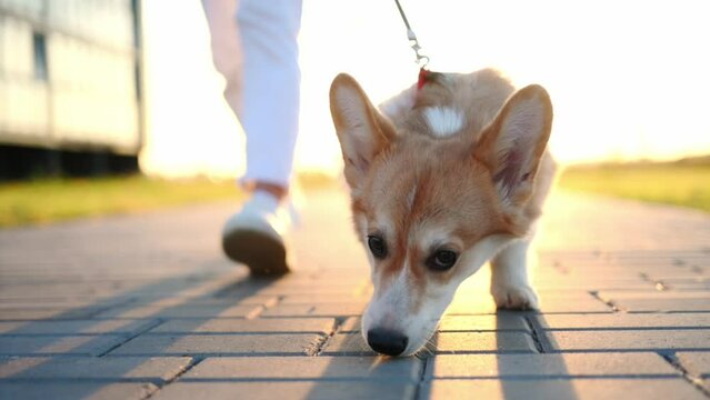 Welsh Corgi dog follows scent, sniffs the paving slabs, walking on leash at sunset. Concept of pet walk, rescue dog, detection dog