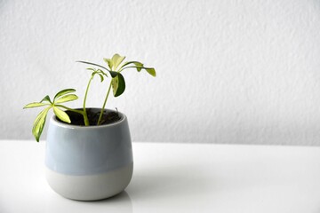 Schefflera or Heptapleurum arboricola variegata, aka dwarf umbrella tree. Houseplant with yellow variegation in a blue ceramic pot, on a white background. Landscape orientation. 