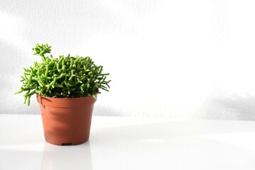 Rhipsalis cereuscula, aka coral or rice cactus, succulent houseplant with green foliage. Plant in a...