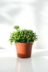 Rhipsalis cereuscula, aka coral or rice cactus, succulent houseplant with green foliage. Plant in a brown post, isolated on a white background. Portrait orientation, object in centre.
