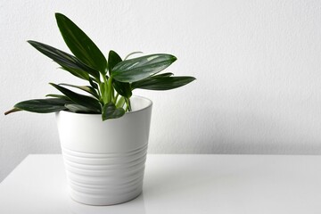 Vining philodendron, plant with green leaves and white variegation in a white pot. Isolated on a white background. Landscape orientation.  