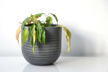 Peace lily (Spathiphyllum) with withering and drooping leaves which needs water. Common houseplant with green leaves. Plant in a gray pot, isolated on a white background. Landscape orientation.