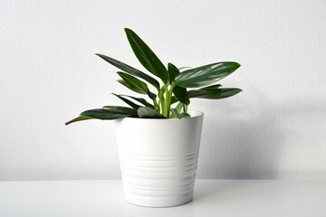 Vining philodendron, plant with green leaves and white variegation in a white pot. Isolated on a...