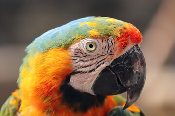 a scarlet macaw with colorful feathers perched on zoo