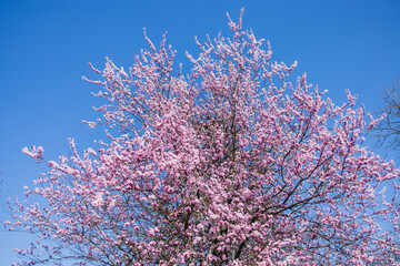 Japanese cherry blossom tree in spring. Sakura on blue springtime sky. background Copy space and empty space for advertising background