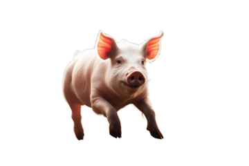 pig