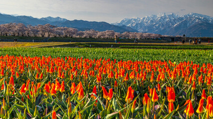 舟川べり春の四重奏　チューリップ　絶景　富山