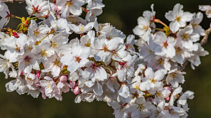 桜の花　春