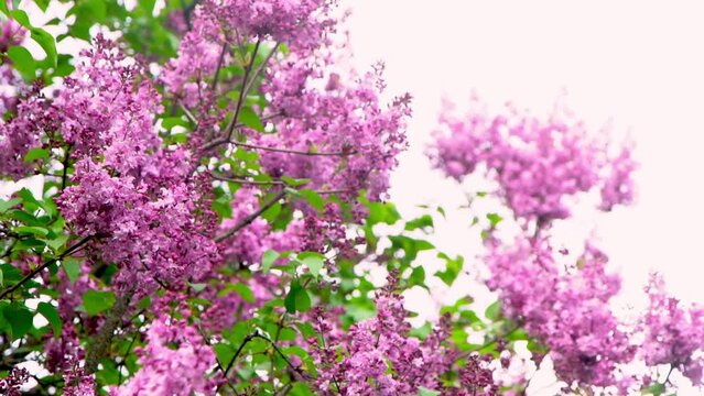 Lilac flowers blooming branch. Garden spring plant, Nature flower
