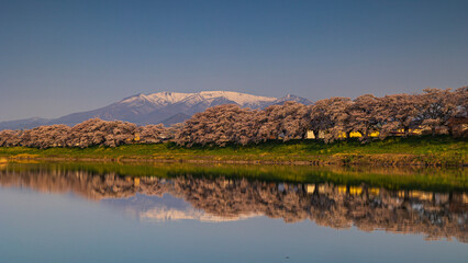 満開の白石川堤一目千本桜と残雪の蔵王　リフレクション　絶景