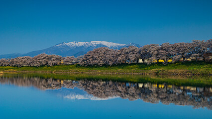 日本の春　絶景　白石川堤一目千本桜