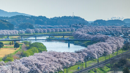 船岡城址から見る白石川堤一目千本桜　絶景