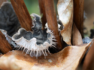 Peltigera membranacea -aka Dog lichen. - 786333147