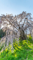 Obraz premium 下から見上げた三春滝桜 絶景