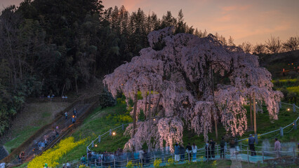 日暮れどきの三春滝桜　絶景