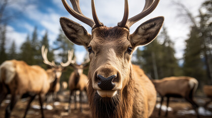 Regal Elk Staring Intently with Herd in Background. Generative AI