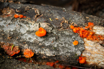 Orange colored fungi on fallen tree trunk.