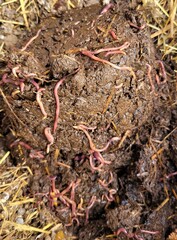 Californian worms
