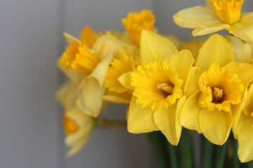 Cloe up photo of yellow daffodils. Beautiful spring flowers in detail. 