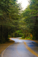 Obraz premium Route with autumn colors that looks like a tunnel closed by trees, Bariloche and San Martin de los Andes, Patagonia Route 40. Poplar trees in autumn changing color to yellow-green