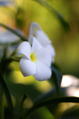 White flower