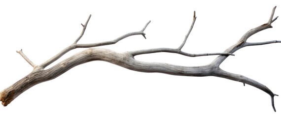 PNG  Grey dry branch driftwood white background tranquilit - obrazy, fototapety, plakaty