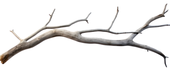 PNG  Grey dry branch driftwood white background tranquilit