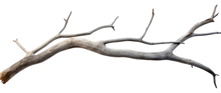 PNG  Grey dry branch driftwood white background tranquilit