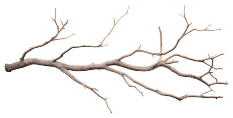 Fototapeta na wymiar PNG Grey dry branch plant tree wood