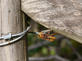 Hornet on fence, in habitat.