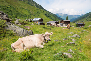 Cows and farmsteads at Dischma valley, idyllic swiss landscape - 786337391