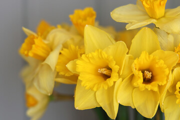 Cloe up photo of yellow daffodils. Beautiful spring flowers in detail. 